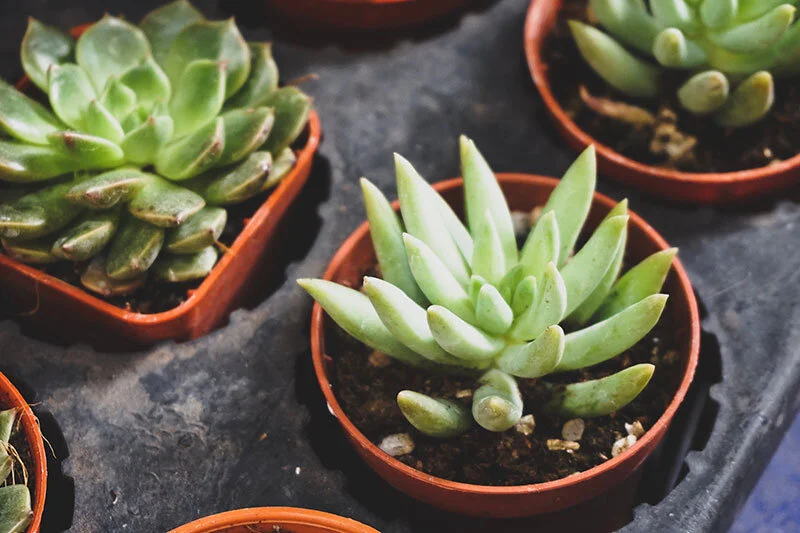 Close up of succulents in tiny pots.