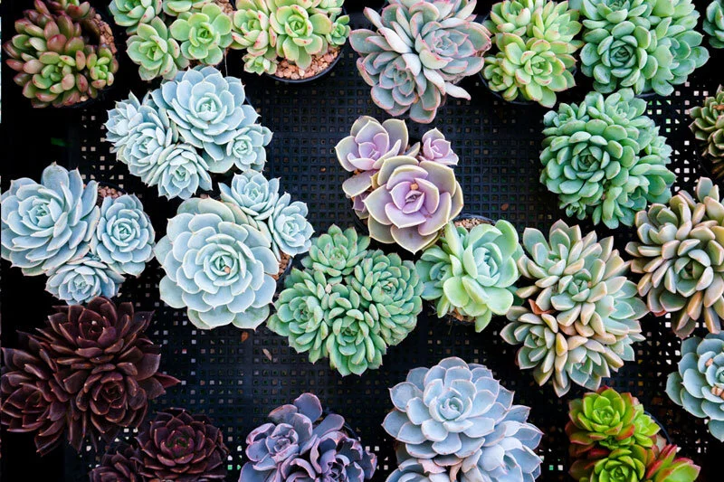 Overhead view of a variety of succulents that show the differences in colors from deep reds to purples to blues to greens.