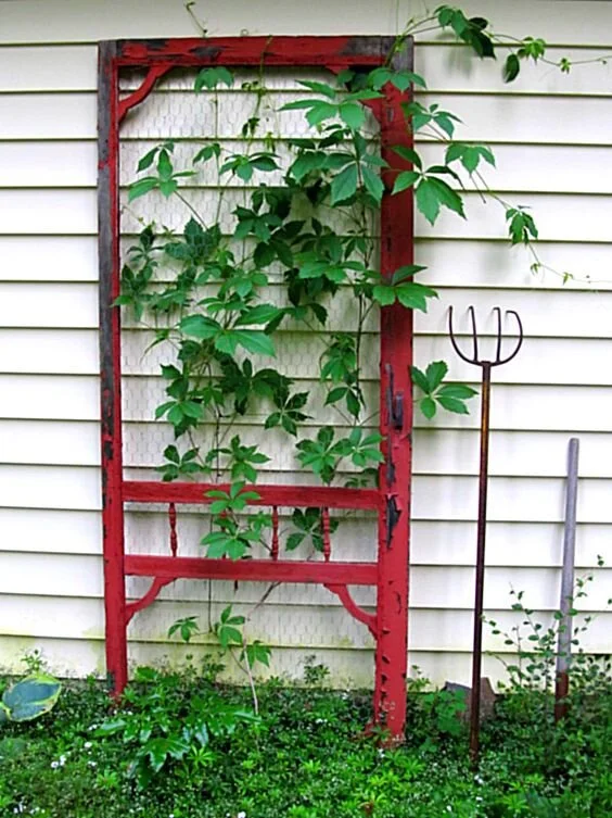 A trellis made out of an old screendoor leans against the side of a house next to a vintage pitchfork.  Greenery is growing up the trellis.