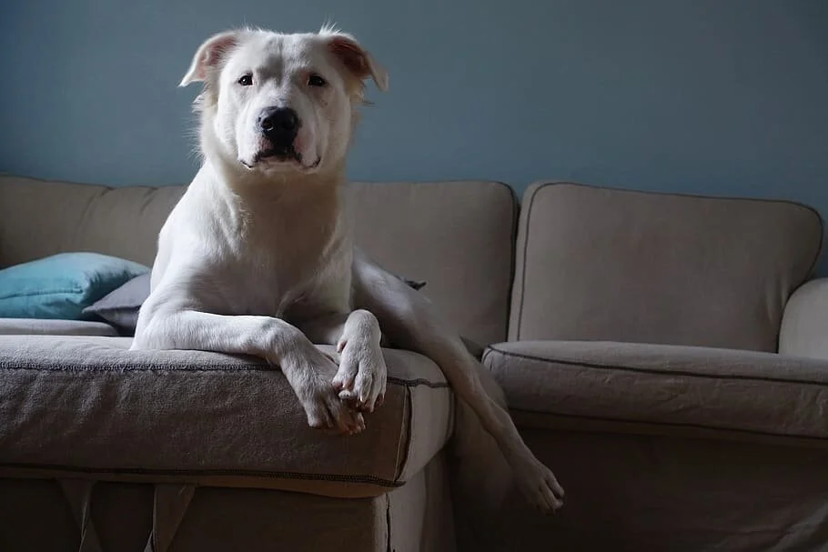 A large white dog lounges on a couch in a family room.