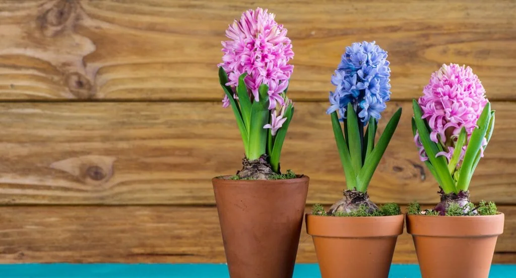 Three potted flowering plants in alternating colors of pink and blue stand in front of a wood plank wall.